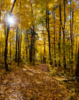On the Trail