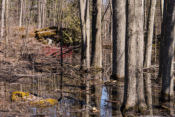 Moss Pond and Wood