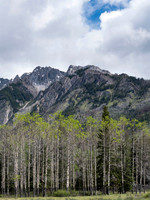Aspen Forest on Bow Valley Parkway