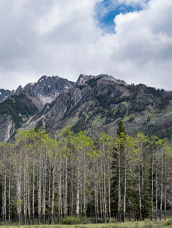 Aspen Forest on Bow Valley Parkway