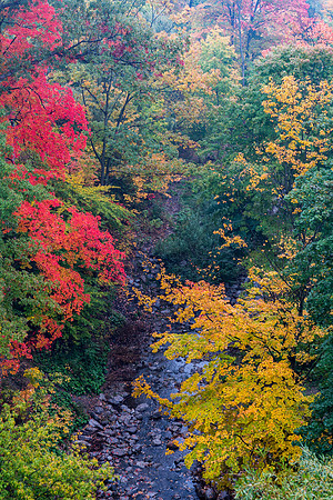 Mud Creek Colour