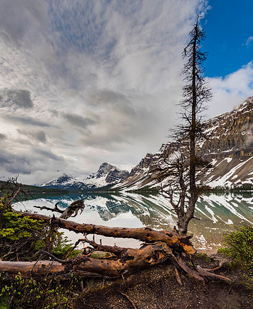 Driftwood in the Rockies