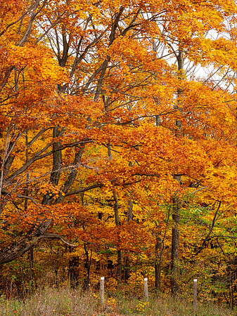 Ridge Top Forest