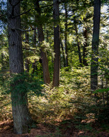 Four Trees