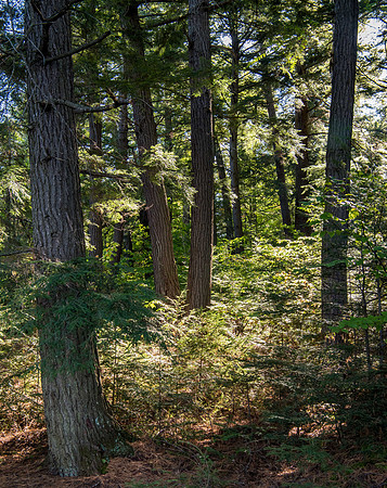 Four Trees