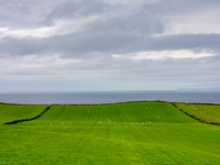 Flock in Green Meadow