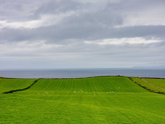 Flock in Green Meadow