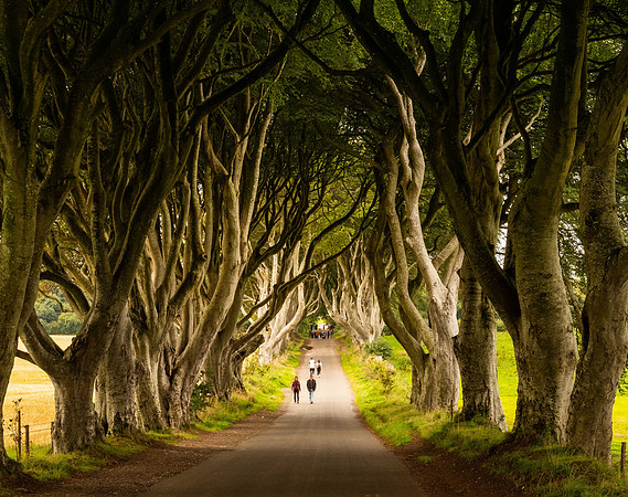 The Dark Hedges