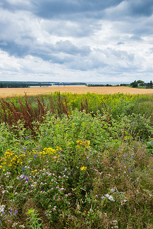 Wildflowers Sea and Sky
