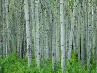 Aspens