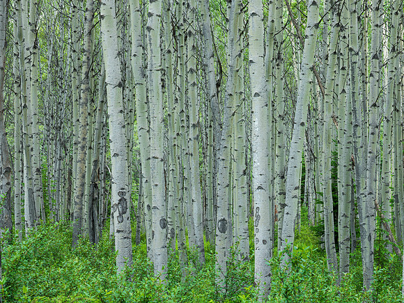 Aspens