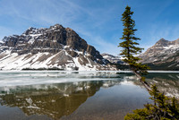 Crowfoot Pine