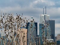 The Bank Watchers