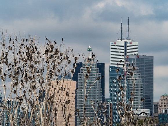 The Bank Watchers