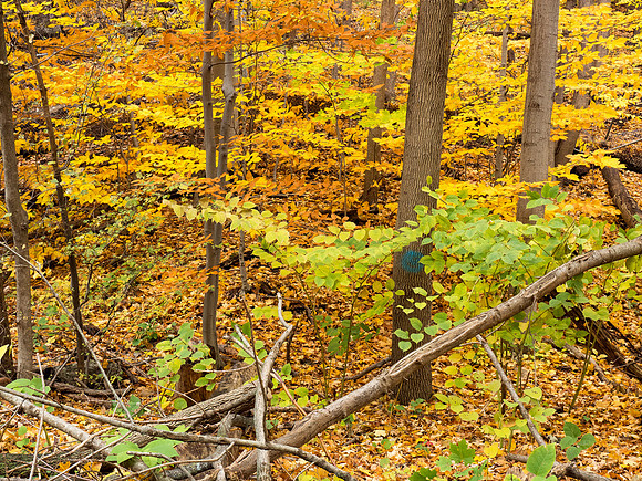 Reservation Trail Scene