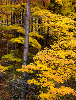 Earl Bales Fall Forest