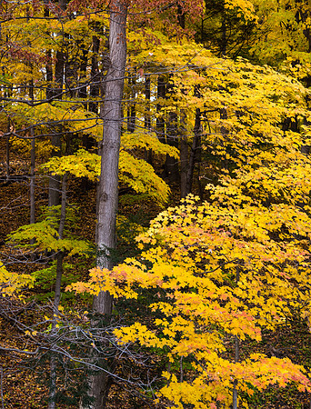Earl Bales Fall Forest