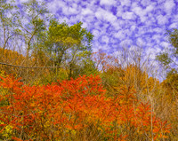 Fall Colour Beltline Trail