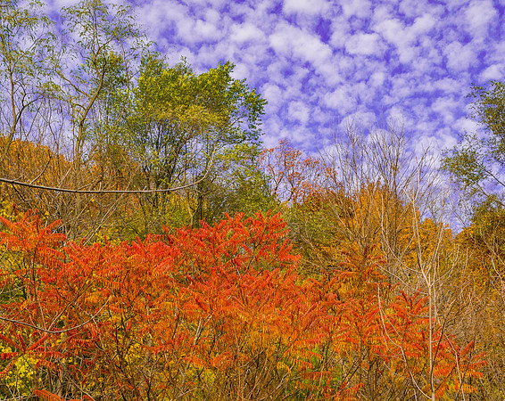 Fall Colour Beltline Trail