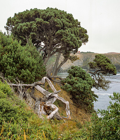 Clinging to the Hill