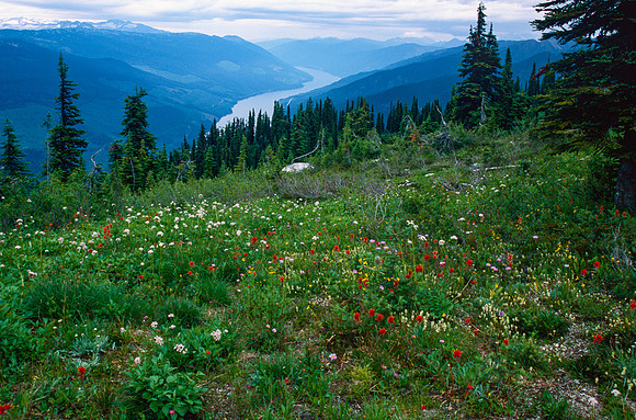 Revelstoke Mountain Wildflowers