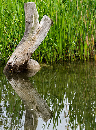 Green and Grey Reflections