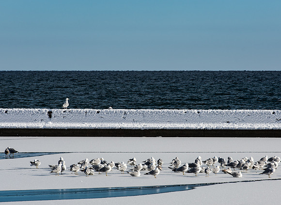 The Lone Gull