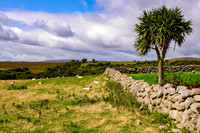 Ballyveagh Field and Fence